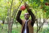 فصل بوی انار و نوای دف در روستای هورامان