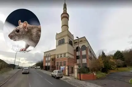 حکم زندان برای یک مرد به دلیل رهاسازی موش در مسجد