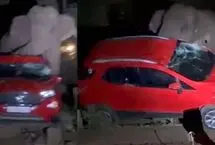 فیل در جستجوی انبه یک خودرو را واژگون کرد