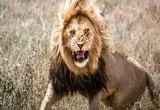 ببینید؛ حملات شیرها در ترکیه، استرالیا و پاکستان؛ چه اتفاقی افتاده است؟