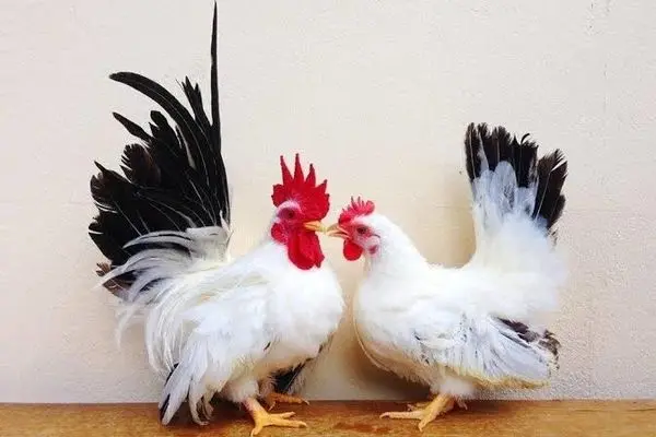 روش عجیب محافظت از مرغ‌ها و خروس‌ها در برابر طوفان