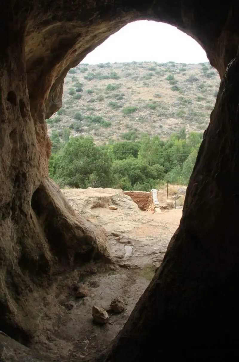 انسان ترکیبی