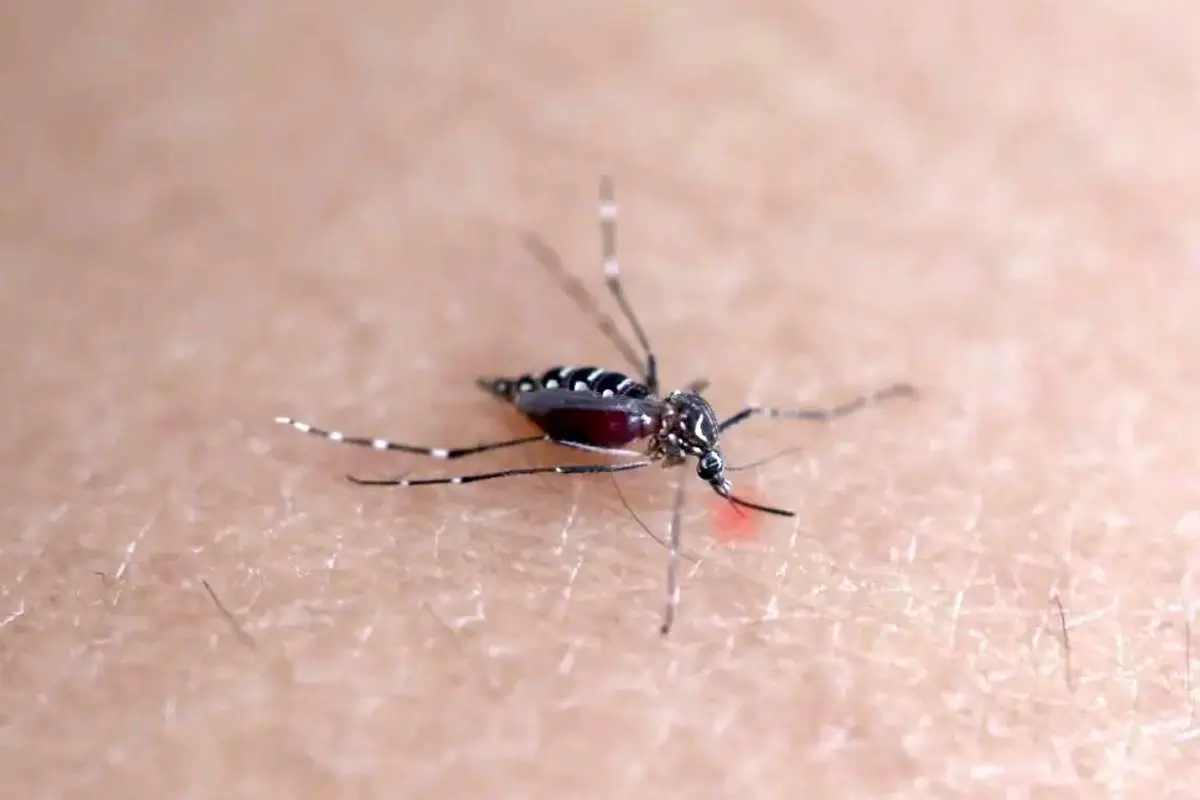 شیوع یک تب ویروسی در ۱۶ کشور