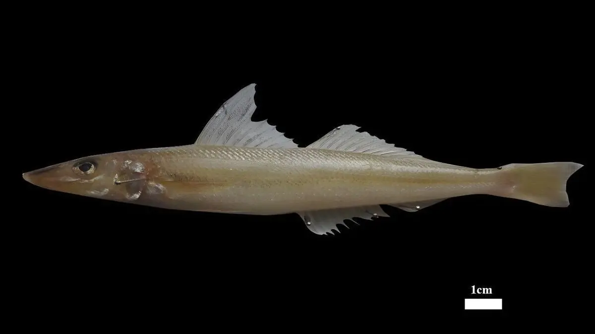 کشف یک گونه ماهی جدید در خلیج فارس