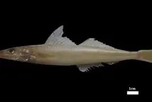 کشف یک گونه ماهی جدید در خلیج فارس