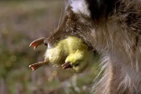 جوجه‌غازهای برفی شکار آسان روباه قطبی