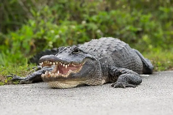 شکار تمساح در خیابان‌های فلوریدا