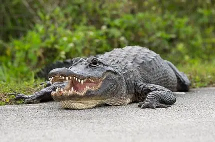 شکار تمساح در خیابان‌های فلوریدا