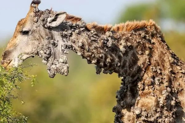 صحنه ترسناک آلوده شدن بدن یک زرافه به ویروس