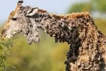 صحنه ترسناک آلوده شدن بدن یک زرافه به ویروس