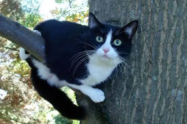 ببینید؛ نجات گربه‌ای پس از چهار روز از بالای درخت