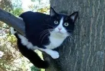 ببینید؛ نجات گربه‌ای پس از چهار روز از بالای درخت