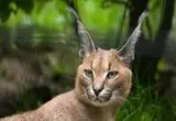 مرگ شبح دشت‌های ایران بر اثر تصادف