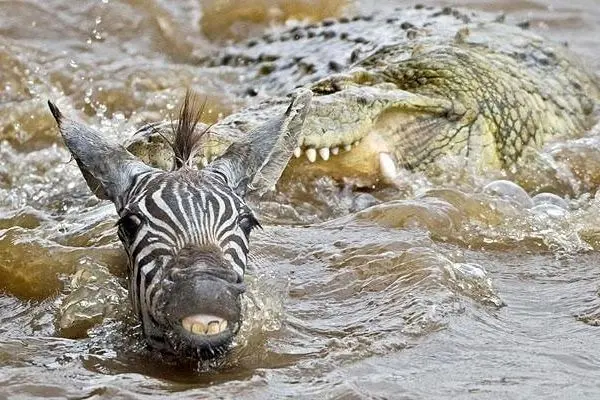 فرار گورخر از چنگال تمساح به بهای از دست دادن یک پا