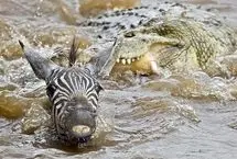 فرار گورخر از چنگال تمساح به بهای از دست دادن یک پا