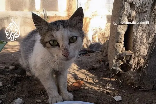 تصاویر؛ گربه‌ها هم در غزه از گرسنگی و سوءتغذیه رنج می‌برند