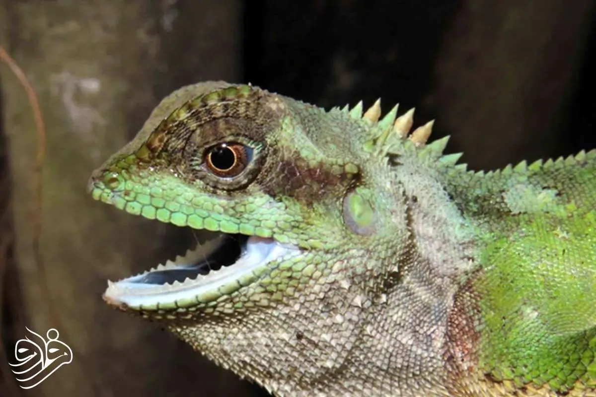 کشف مارمولکی عجیب با خارهای تیز شبیه چاقو!