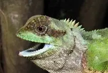 کشف مارمولکی عجیب با خارهای تیز شبیه چاقو!