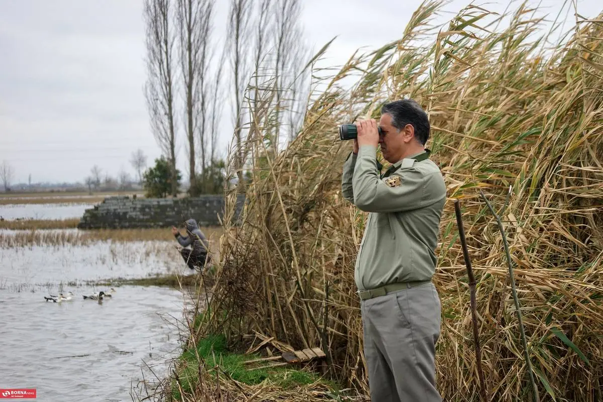 تصاویر؛ سرخرود مازندران میزبان قو‌های آوازخوان 7