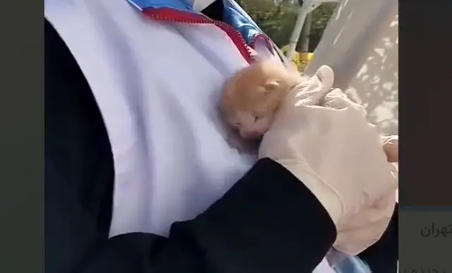 ویدئو؛ نجات یک بچه گربه از زیر آوار