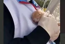 ویدئو؛ نجات یک بچه گربه از زیر آوار