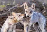 تصاویر؛ فیگور گرفتن گرگ‌های خاکستری مقابل دوربین