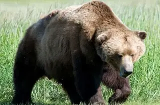 غذا دادن به خرس قهوه ای در کوه سبلان ممنوع شد