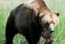 غذا دادن به خرس قهوه ای در کوه سبلان ممنوع شد