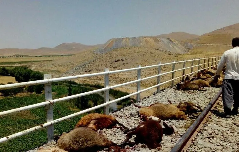 برخورد مرگبار قطار با گله گوسفند/ ۱۰۰ رأس گوسفند تلف شد
