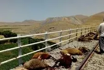 برخورد مرگبار قطار با گله گوسفند/ ۱۰۰ رأس گوسفند تلف شد

