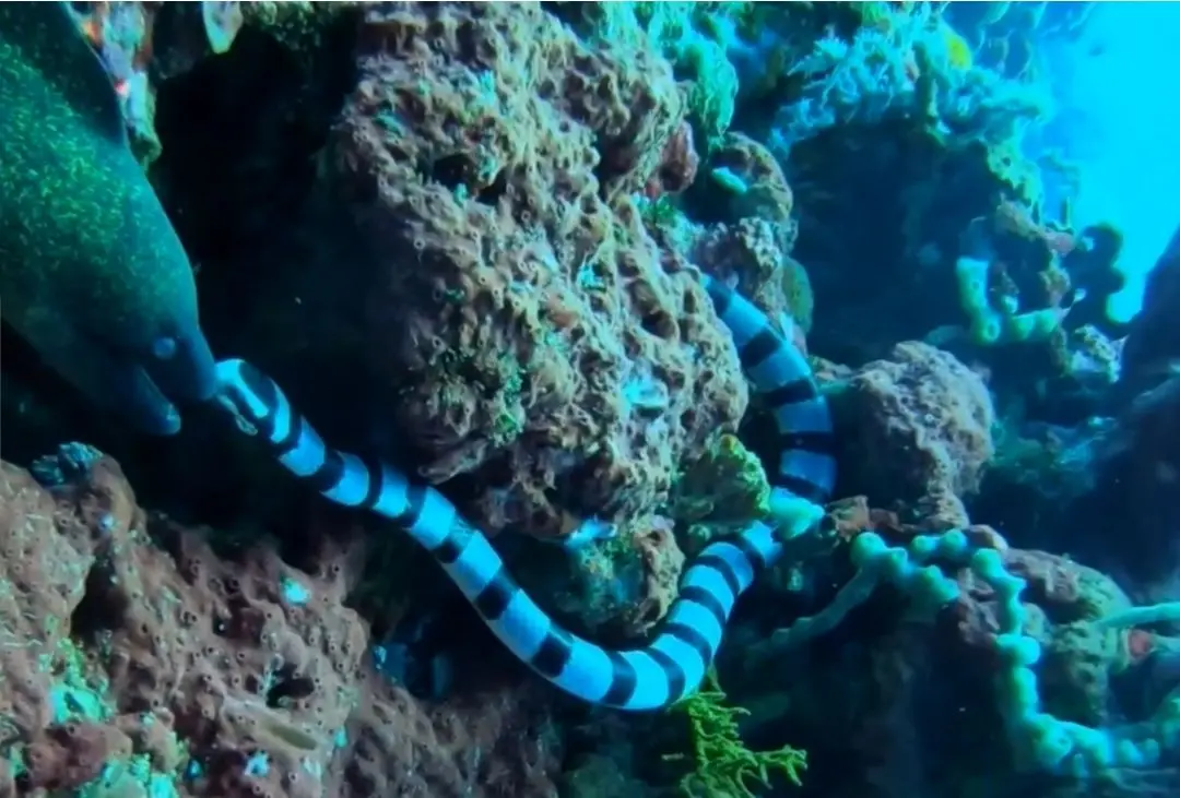 زهر کشنده مار دریایی یک مارماهی را از پا درآورد 