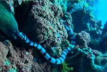 زهر کشنده مار دریایی یک مارماهی را از پا درآورد 