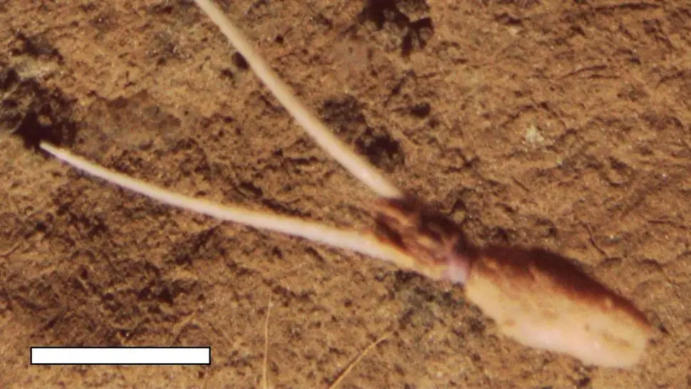 ماهی عجیبی که وانمود می‌کند گیاه است!