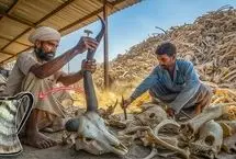 ببینید؛ تولید لیوان لوکس با شاخ حیوانات