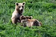 شیر خوردن دو توله خرس قهوه‌ای در پارک ملی گلستان