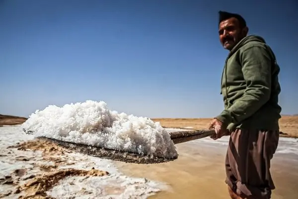 تصاویر؛ برداشت سنتی نمک