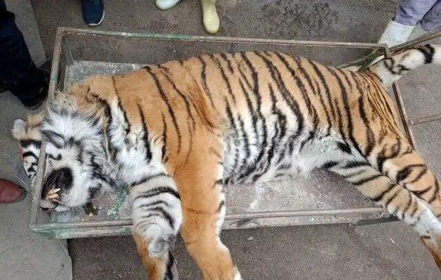 کالبدشکافی پرونده «ونداد»؛ سم یا پانکراتیت؟
