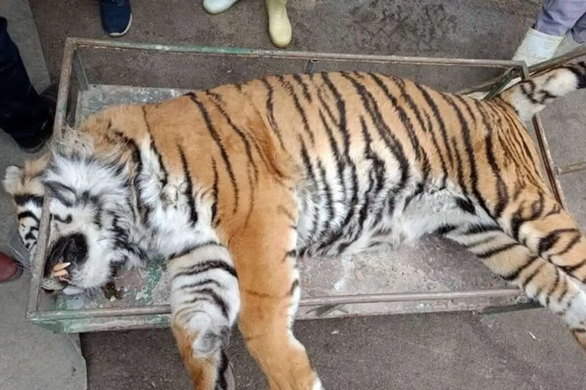 کالبدشکافی پرونده «ونداد»؛ سم یا پانکراتیت؟
