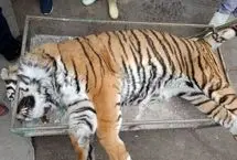 کالبدشکافی پرونده «ونداد»؛ سم یا پانکراتیت؟
