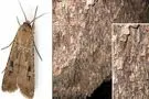 کشف حیرت‌انگیز محققان  درباره عجیب‌ترین مهاجرت تاریخ

