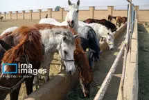 تصاویر؛ پایش بیماری مشمشه در اسب‌ها