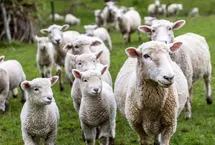 چرخش عجیب گله گوسفندان دور یک خودرو