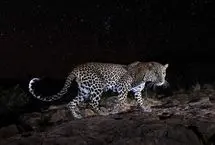 ببینید؛ خرامیدن پلنگ ایرانی در منطقه حفاظت‌شده الموت قزوین