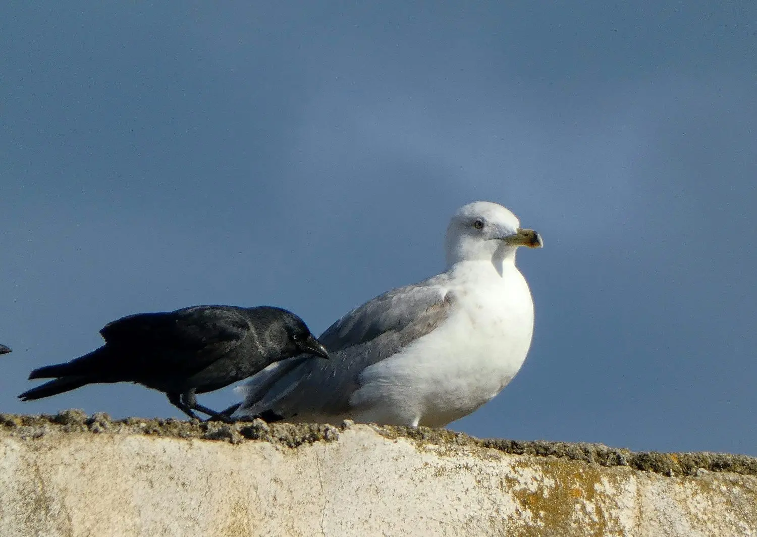 ببینید؛ درگیری میان یک مرغ دریایی و کلاغ بر سر غذا