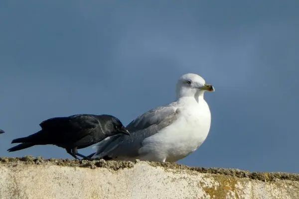 ببینید؛ درگیری میان یک مرغ دریایی و کلاغ بر سر غذا