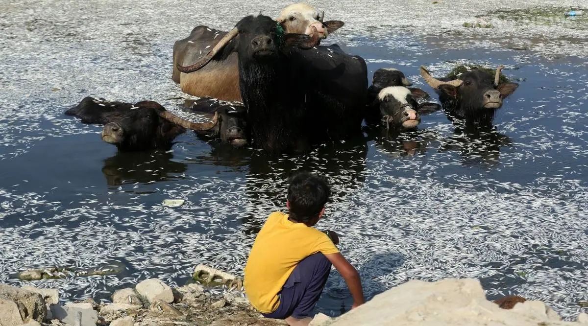گالری