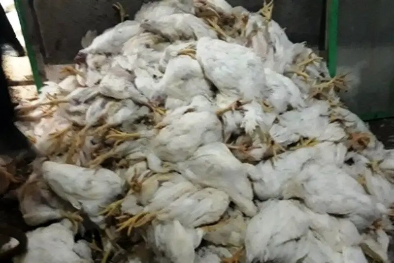 شیوع آنفلوانزای مرغی در قطب جنوب

