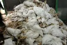 شیوع آنفلوانزای مرغی در قطب جنوب

