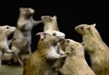 پرسه علنی و راحت موش‌ها در ایستگاه مترو