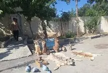 انهدام باند بزرگ شکارچیان در چهارمحال‌وبختیاری
